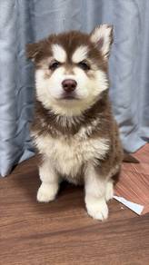 husky