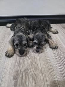 Miniature Schnauzer 