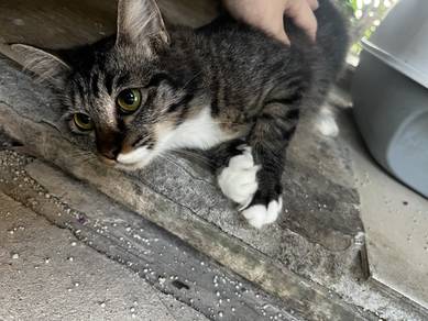 Cat for adoption