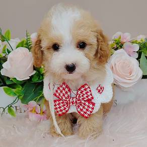 Maltipoo