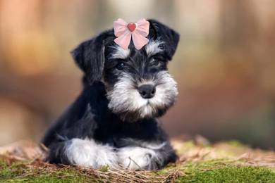 Schnauzer