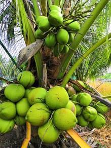 Benih kelapa hijaurenek/sgg