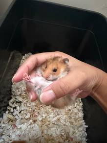 Syrian Hamster