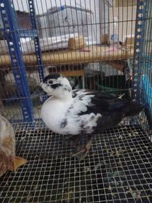 call duck