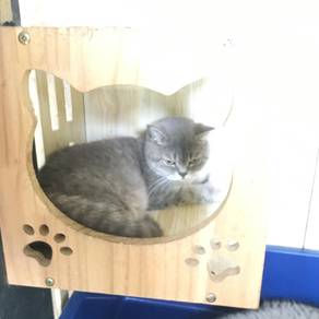 British Shorthair
