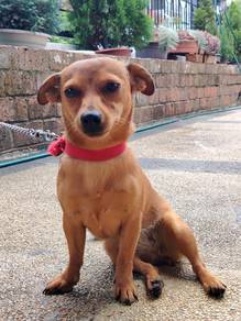 Chihuahua terrier dachshund mix,1 year old +