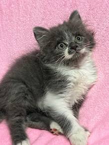 DLH mix | Adorable Fluffy Chill&Clingy Boy Kitten