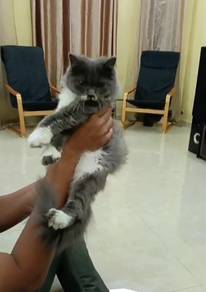 Rehome CAT
