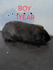 arbok guine pig american