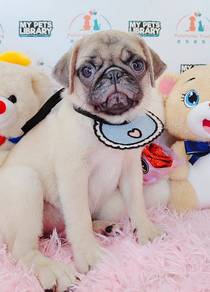 Pug
