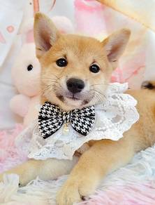 Shiba