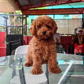 Cavapoo puppy3