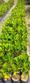 Nangka Tekam Yellow j33