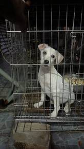 Dog adoption 