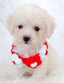 Poodle