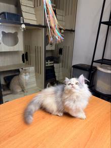 supershort munchkin