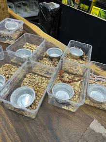 cornsnake harga murah