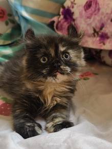American curl mix dlh