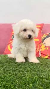 Bichon frise mka and chip puppy