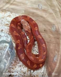 Hypo Pied Corn Snake 