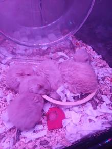 Hamster campbell rex