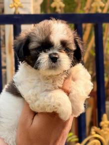 Shihtzu available 