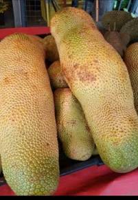 Buah cempedak Madu