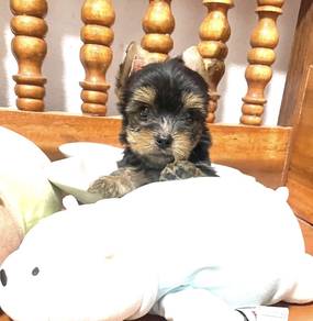 YORKSHIRE TERRIER PUPIES Y56 🌻 Male