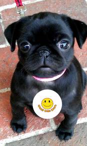qw4000 PRETTY little cute pug puppy
