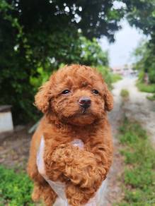 Light brown poodle