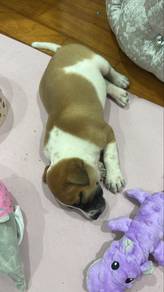 Female dog for free