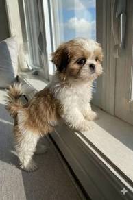T504 Bright-eyed Shih Tzu cute small long haired p