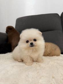 PPP6001 Tiny Pomeranian white cream haired