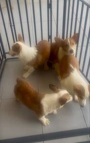 Corgi puppy