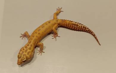 Leopard Gecko - Sunspot