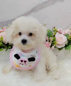 Bichon Frise