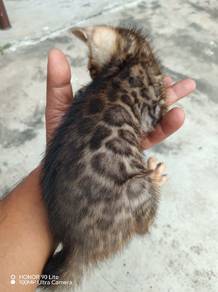 Kucing Bengal Rosseted Kitten 