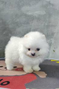Hrr_9133 Tiny Pomeranian super cute puppies