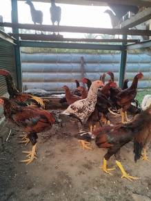 Ayam Kampung Asli