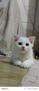 kitten