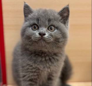 British short hair kitten available