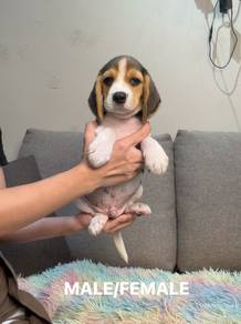 Beagle puppy