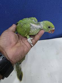 Burung