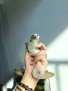 sugar glider white