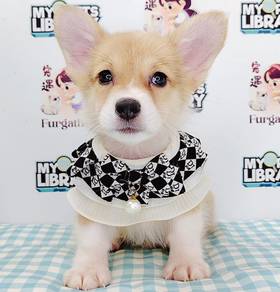 Welsh Corgi