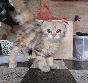 Supercute Highland fold kitten