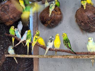 Burung Baji Budgie Love Bird