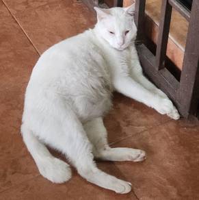 White Male Cat (Neutered)