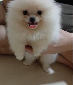 Fluffy Teddy Bear Face Pomeranian Puppy