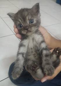 BSH mix PERSIAN (KITTEN)